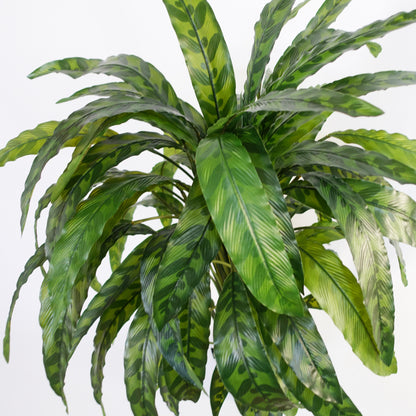 Faux Calathea Plant | Fake Calathea Plant | Everlasting Greenery Co.