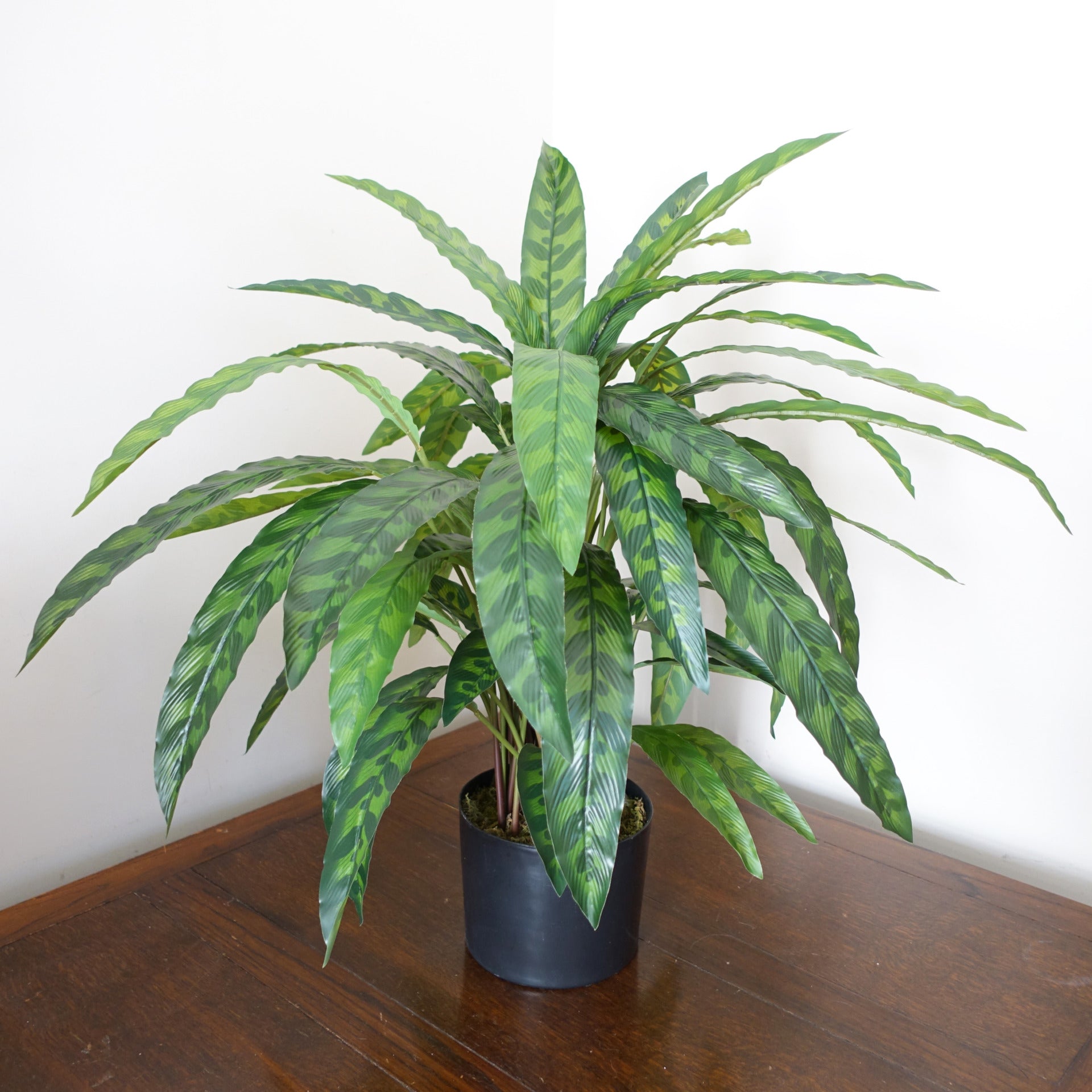 Artificial Calathea Plant | Calathea Plant | Everlasting Greenery Co.