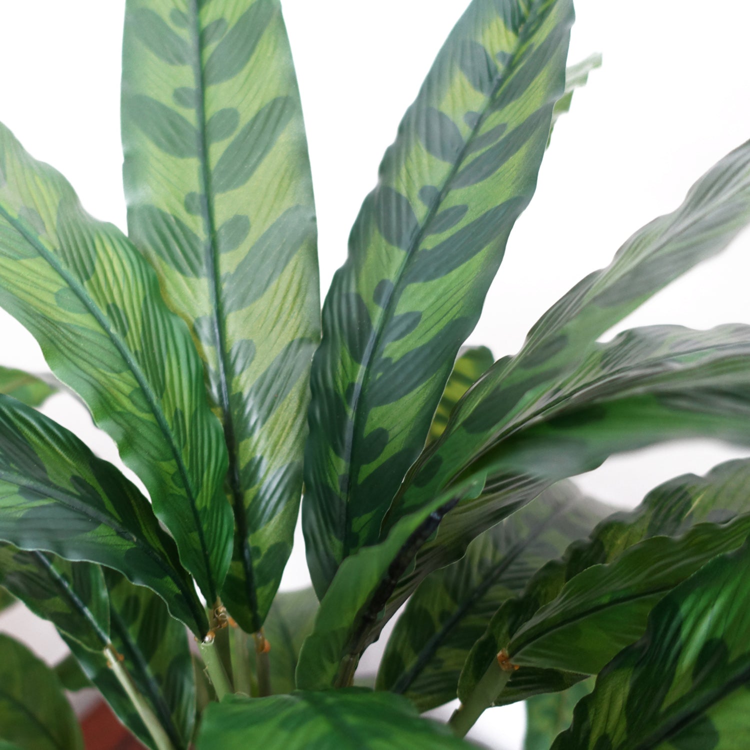 Artificial Calathea Plant | Calathea Plant | Everlasting Greenery Co.