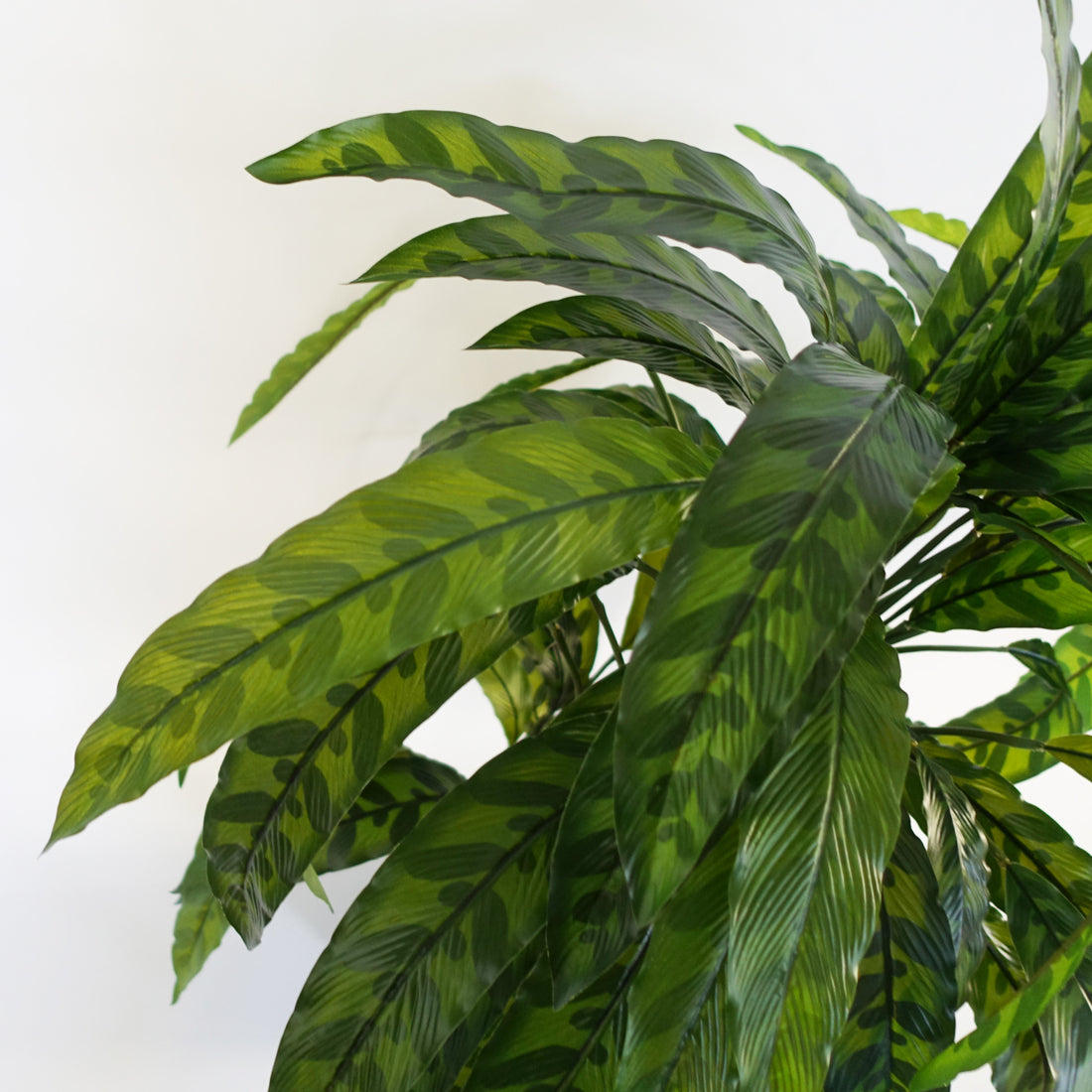 Artificial Calathea Plant | Calathea Plant | Everlasting Greenery Co.