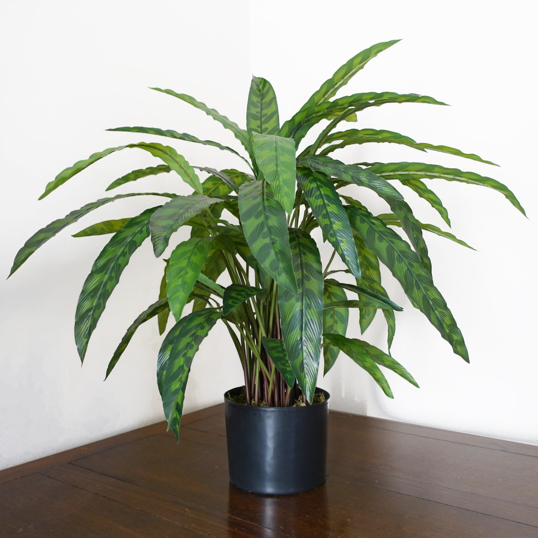 Artificial Calathea Plant | Calathea Plant | Everlasting Greenery Co.