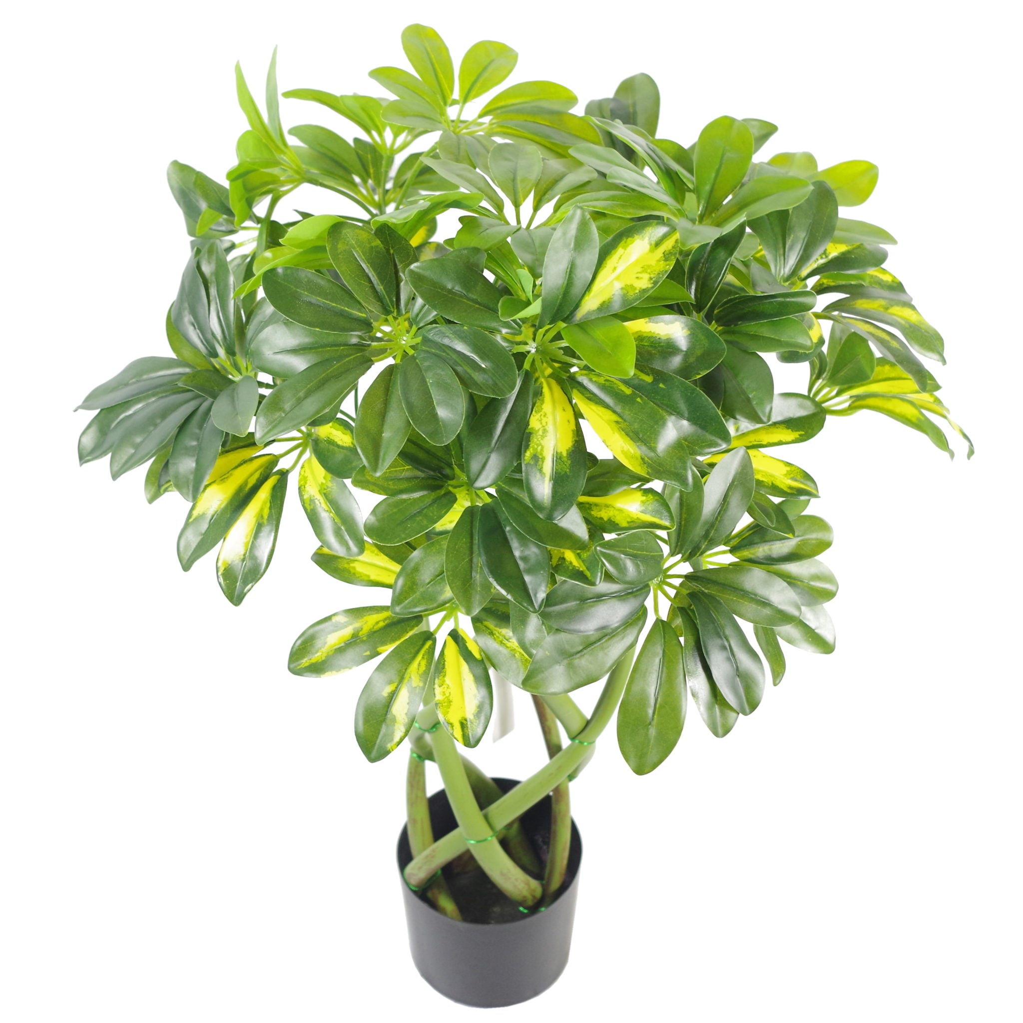 Fake Gold Capella Plant | Capella Plant | Everlasting Greenery Co.