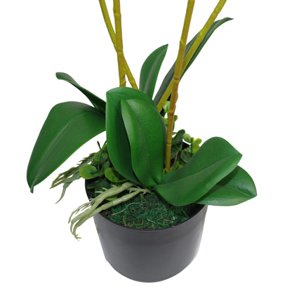 Triple Stem Plant | Orchid Triple Plant | Everlasting Greenery Co.