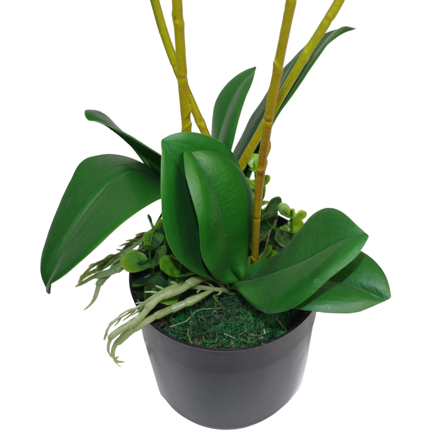 Triple Stem Plant | Orchid Triple Plant | Everlasting Greenery Co.