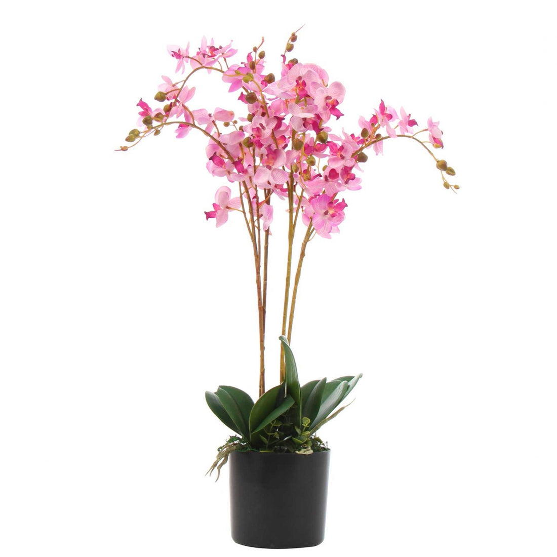 Triple Stem Plant | Orchid Triple Plant | Everlasting Greenery Co.