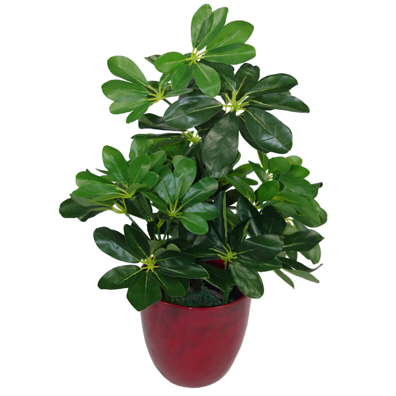 Artificial Schefflera Arboricola Plant - 55cm-0