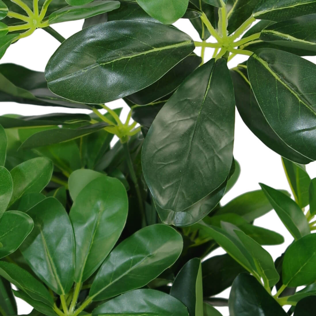 Faux Schefflera Plant | Schefflera Plant | Everlasting Greenery Co.