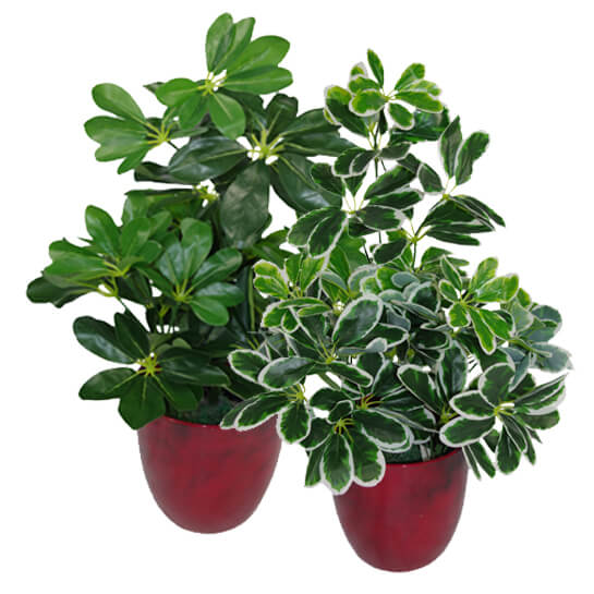 Artificial Schefflera Arboricola Plant - 55cm-1