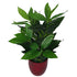 Evergreen House Plant | Best House Plant | Everlasting Greenery Co.