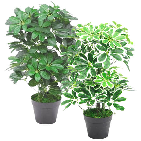 Schefflera Arboricola Plant | Verdant Plant | Everlasting Greenery Co.