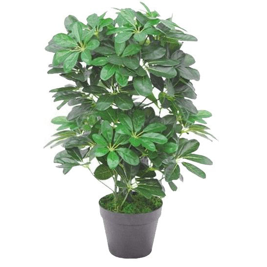 Faux Schefflera Plant | Schefflera Plant | Everlasting Greenery Co.