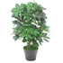 Faux Schefflera Plant | Schefflera Plant | Everlasting Greenery Co.