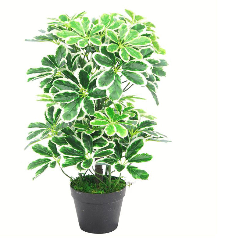 Schefflera Arboricola Plant | Verdant Plant | Everlasting Greenery Co.