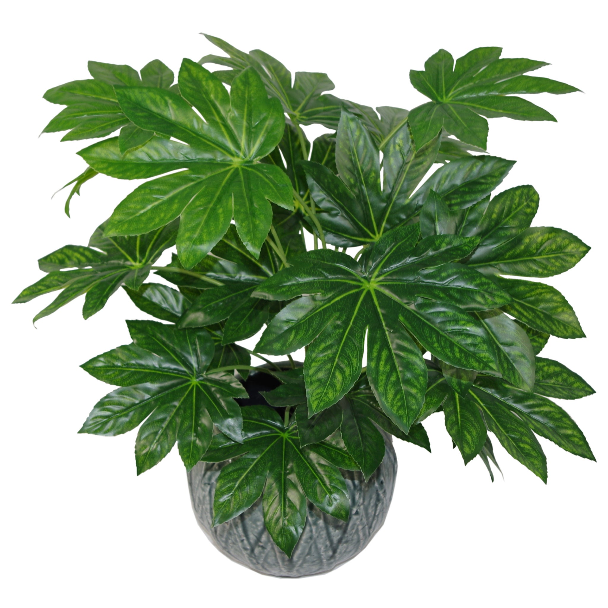 Japanese Aralia Plant | Aralia Plant | Everlasting Greenery Co.