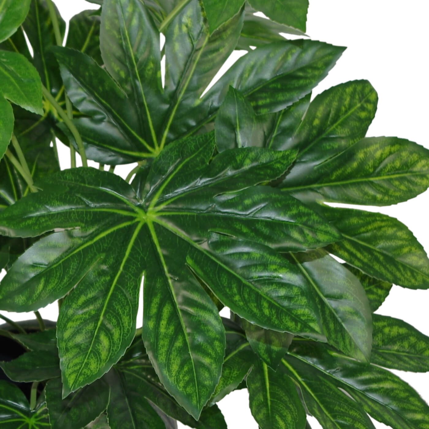 Japanese Aralia Plant | Aralia Plant | Everlasting Greenery Co.