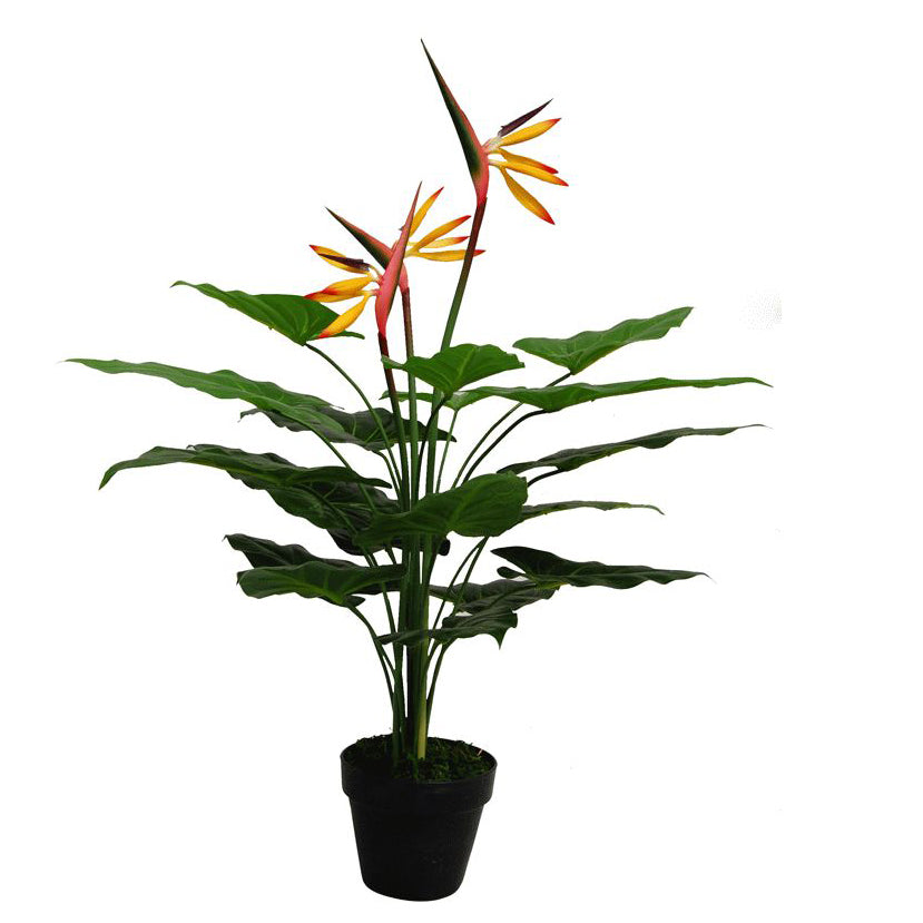 Bird Paradise Plant | Bird of Paradise Tree | Everlasting Greenery Co.