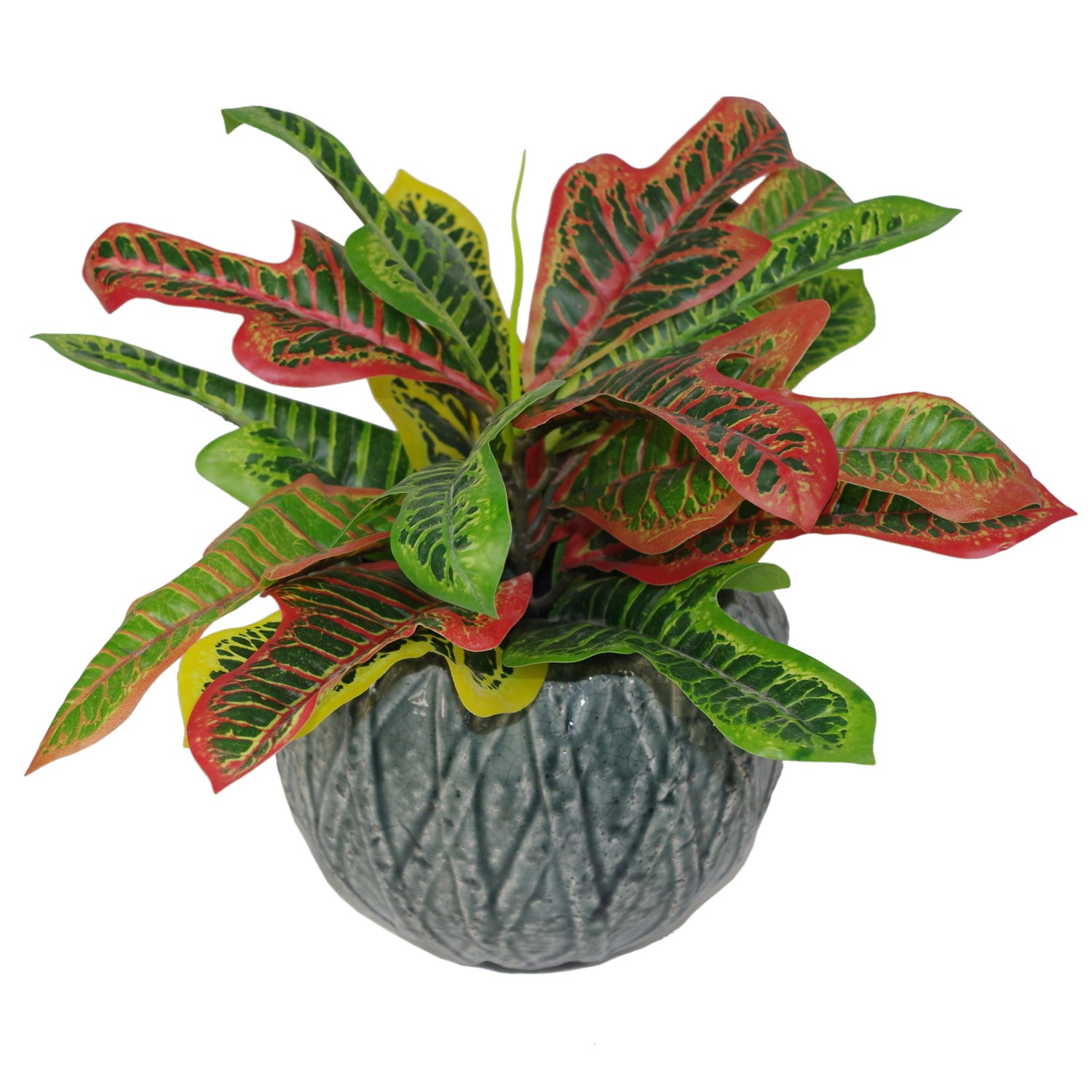 Codiaeum Variegatum Plant | Codiaeum Plant | Everlasting Greenery Co.