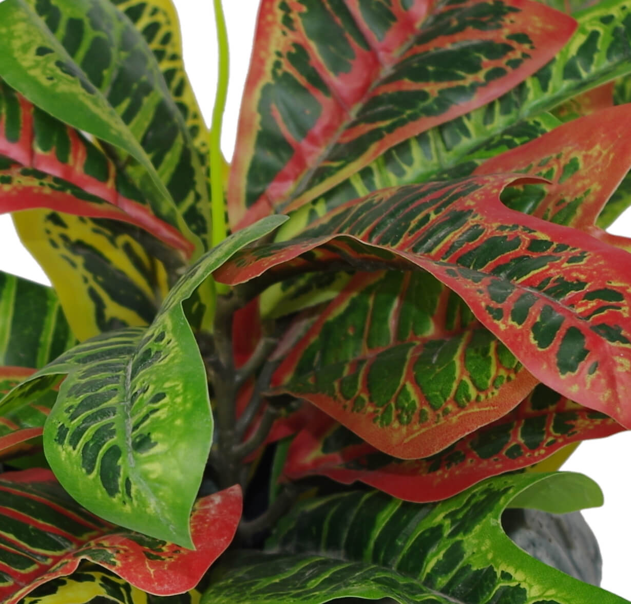 Codiaeum Variegatum Plant | Codiaeum Plant | Everlasting Greenery Co.