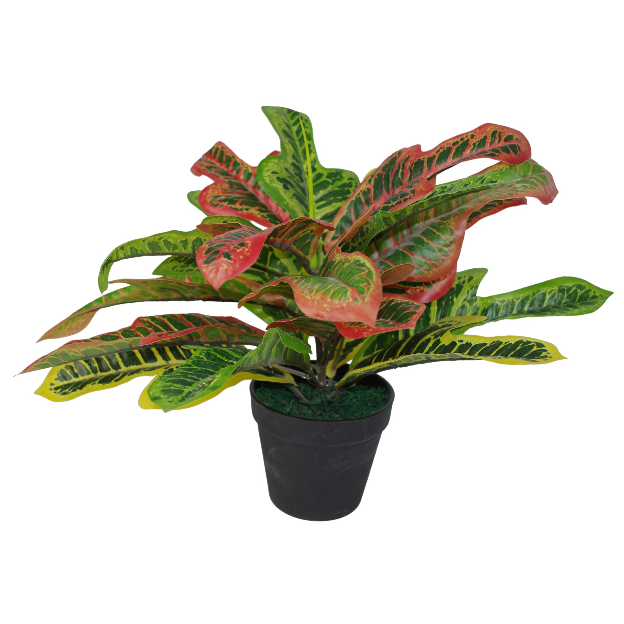 Codiaeum Variegatum Plant | Codiaeum Plant | Everlasting Greenery Co.