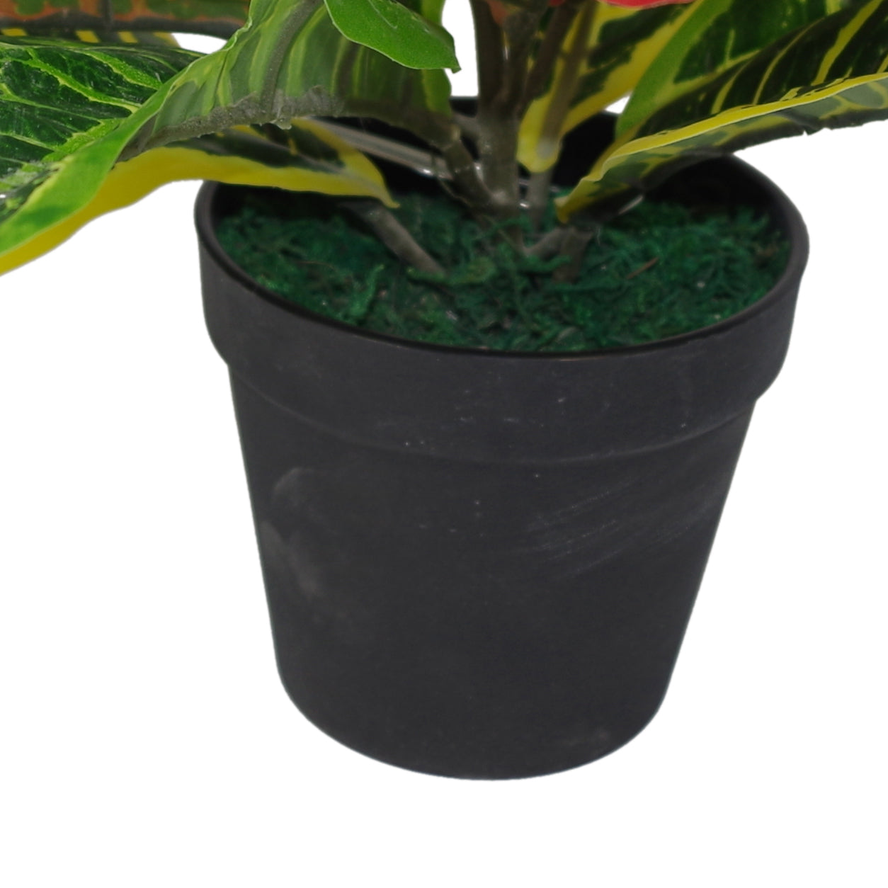 Codiaeum Variegatum Plant | Codiaeum Plant | Everlasting Greenery Co.