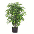 Ficus Plant Tree | Artificial Ficus Plant | Everlasting Greenery Co.