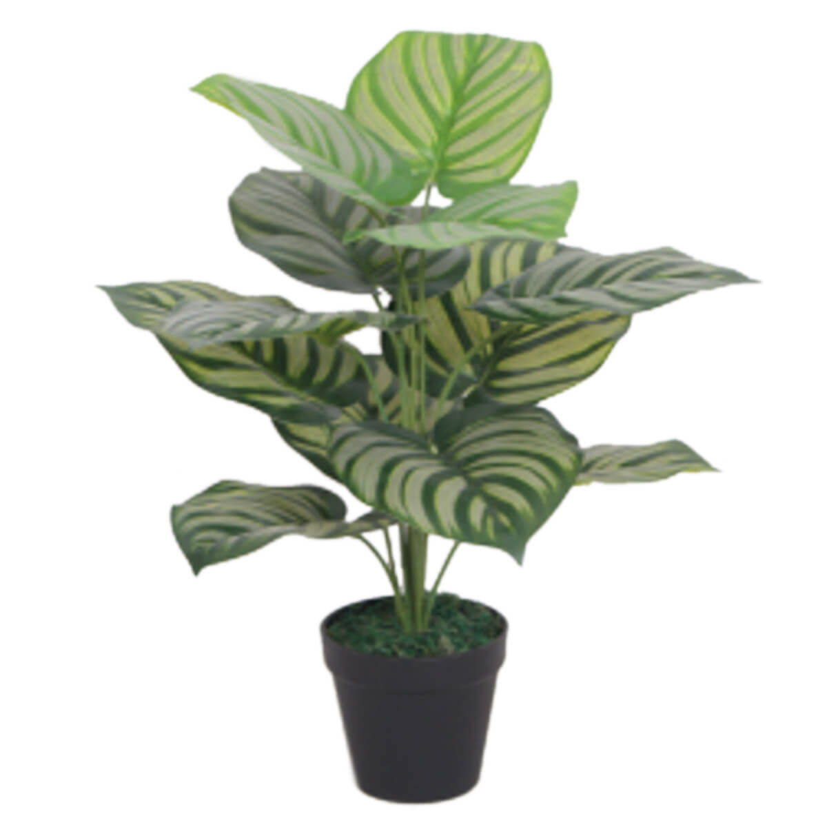 Striped Leaves Plant | Green Striped Plant | Everlasting Greenery Co.