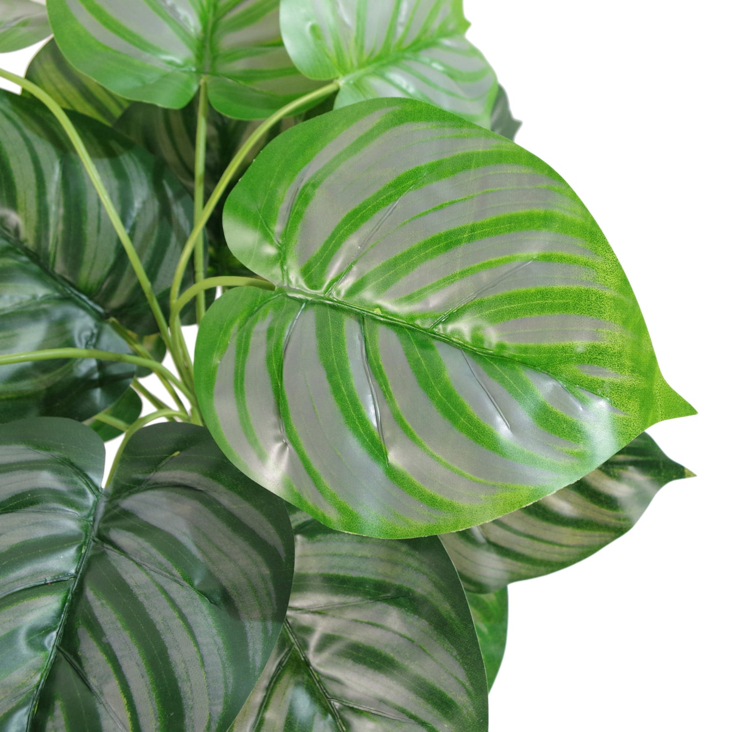 Striped Leaves Plant | Green Striped Plant | Everlasting Greenery Co.