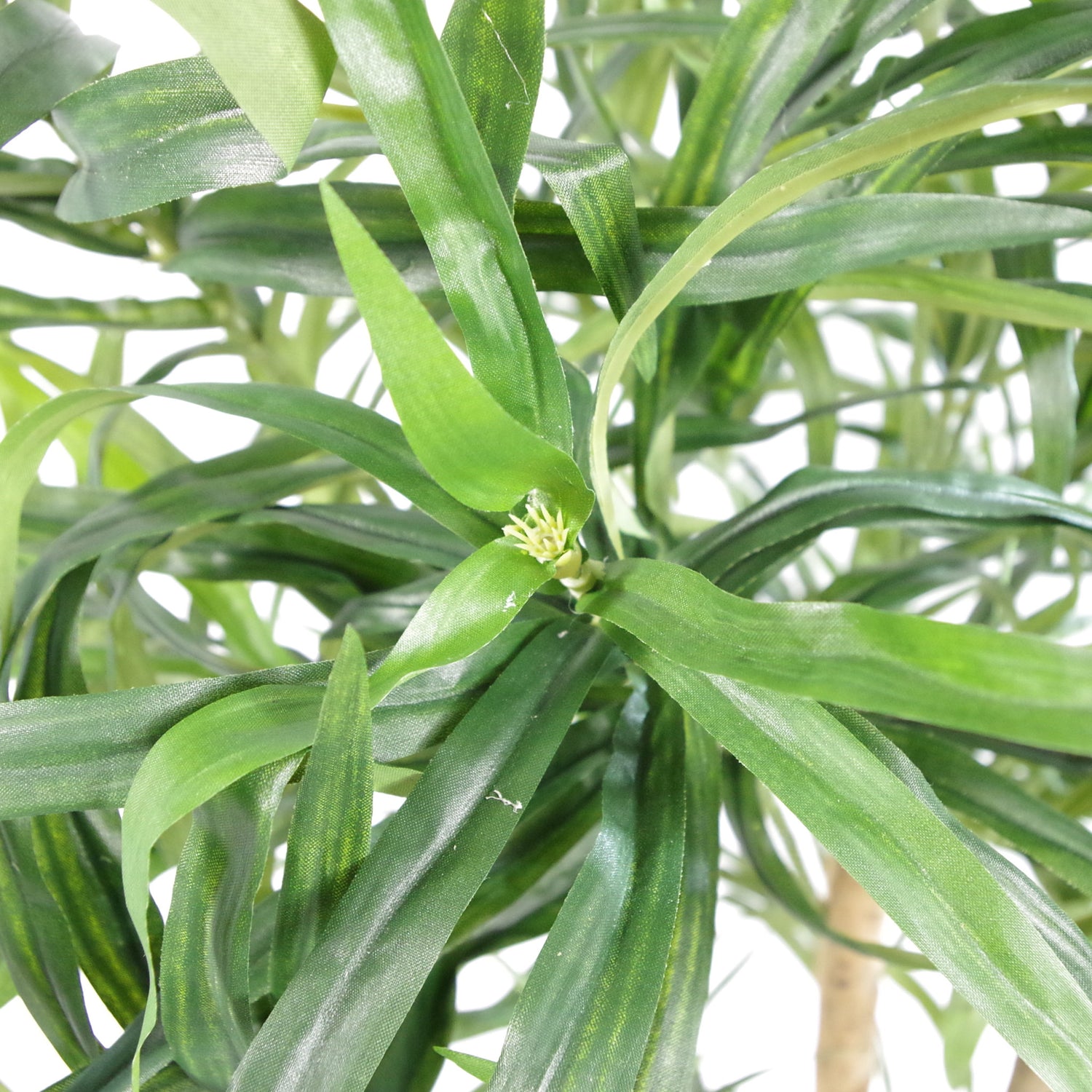 Dracaena Plant Tree | Dracaena Tree | Everlasting Greenery Co.