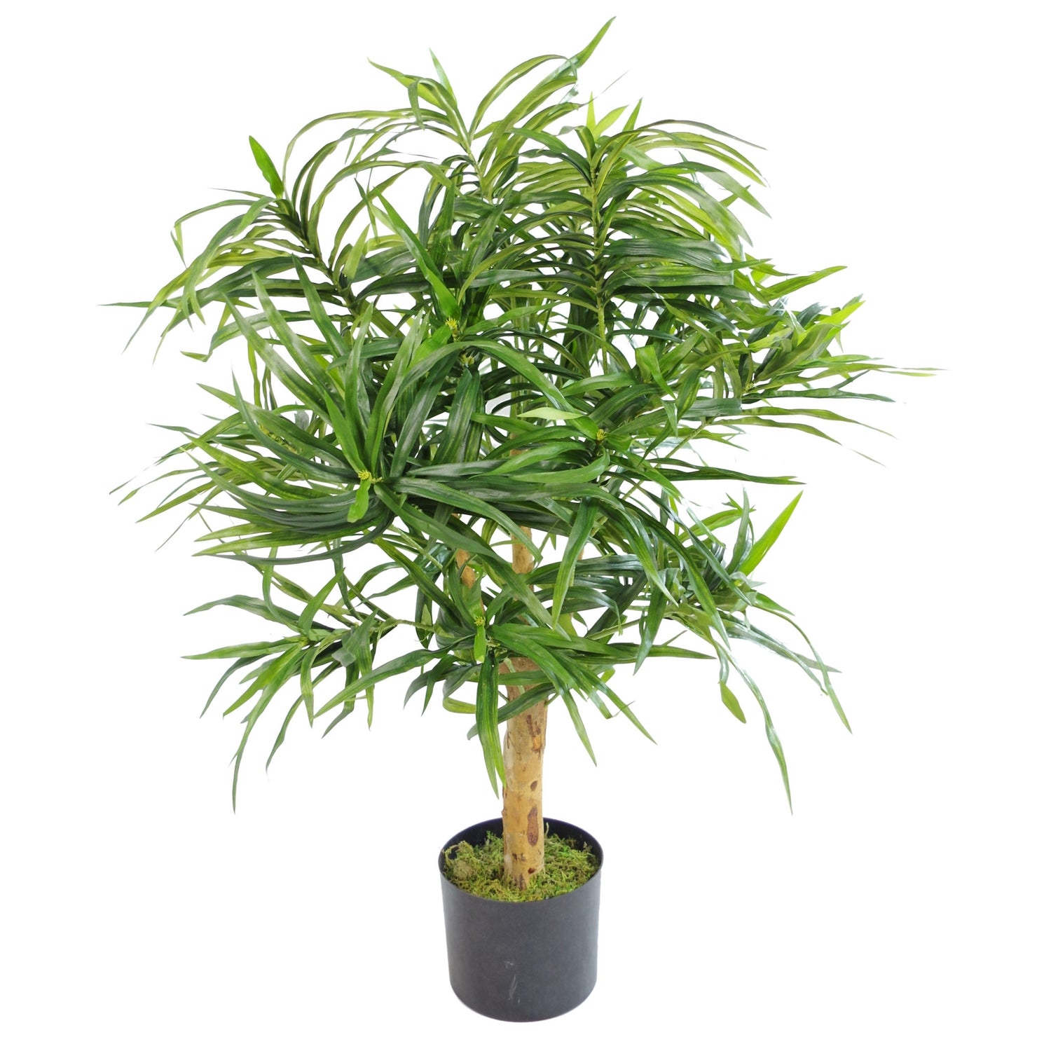 Dracaena Plant Tree | Dracaena Tree | Everlasting Greenery Co.