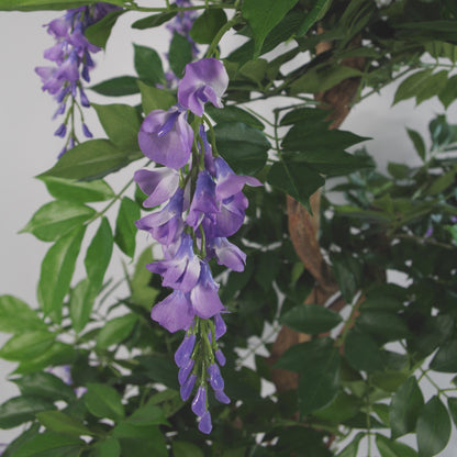 Purple Wisteria Tree | Wisteria Tree | Everlasting Greenery Co.