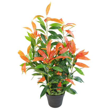 Red and Green Ficus Plant | Red Ficus Plant | Everlasting Greenery Co.