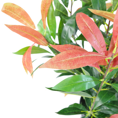 Red and Green Ficus Plant | Red Ficus Plant | Everlasting Greenery Co.