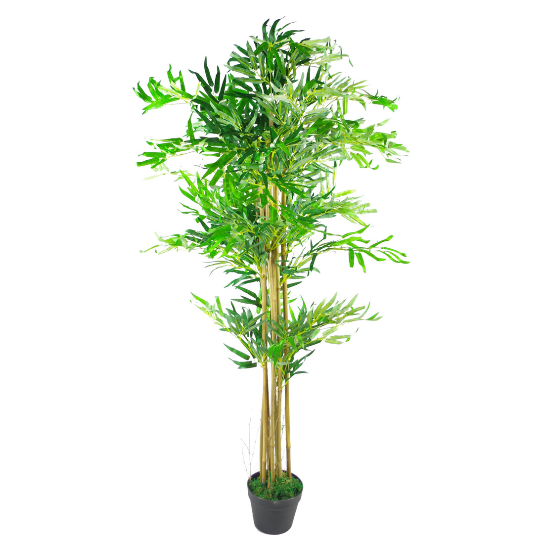 Indoor Bamboo Trees | Lucky Bamboo Plant | Everlasting Greenery Co.