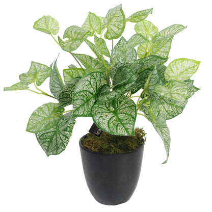 Artificial Caladium Plant | Caladium Plant | Everlasting Greenery Co.