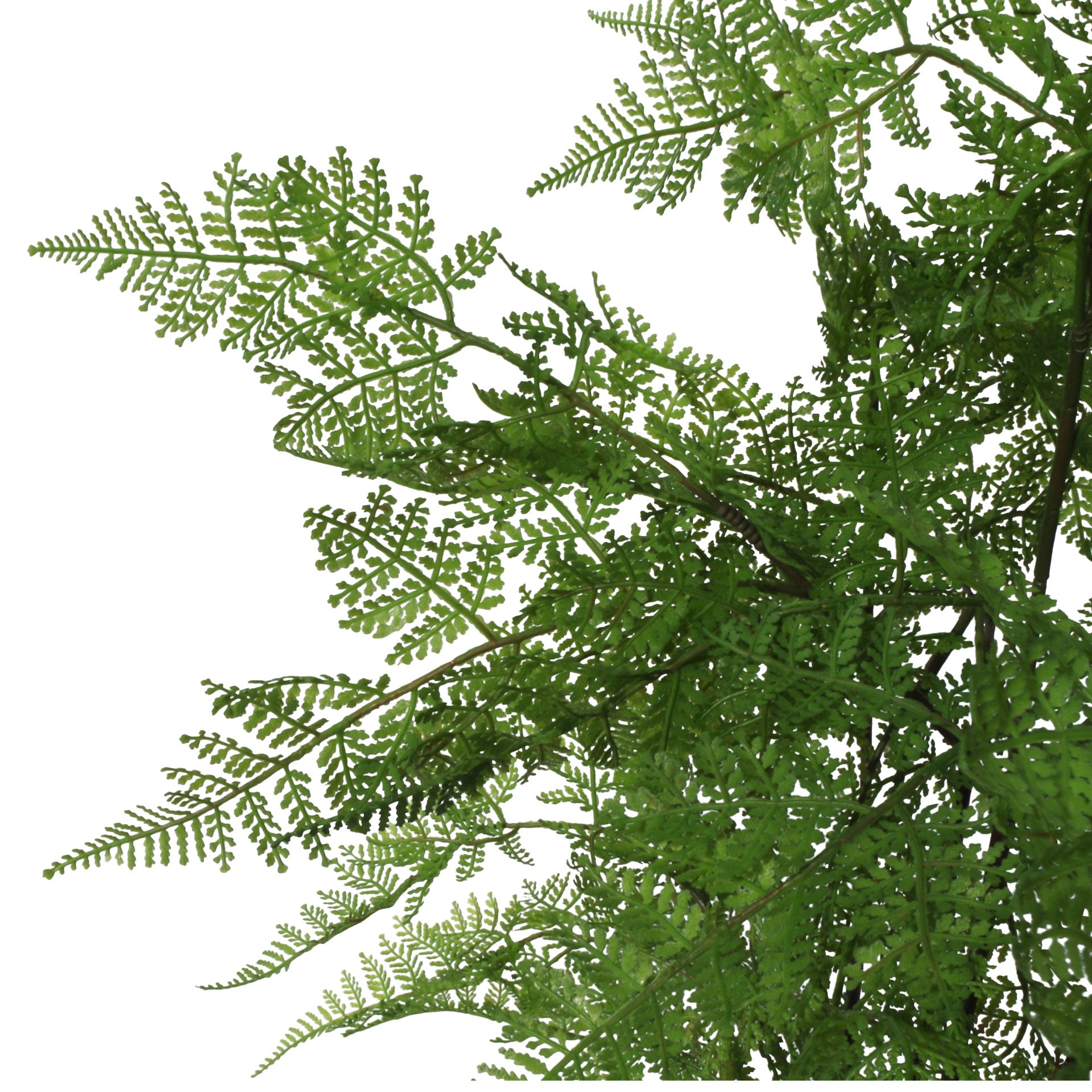 Fake Fern Plants | Large Fern Plants | Everlasting Greenery Co.