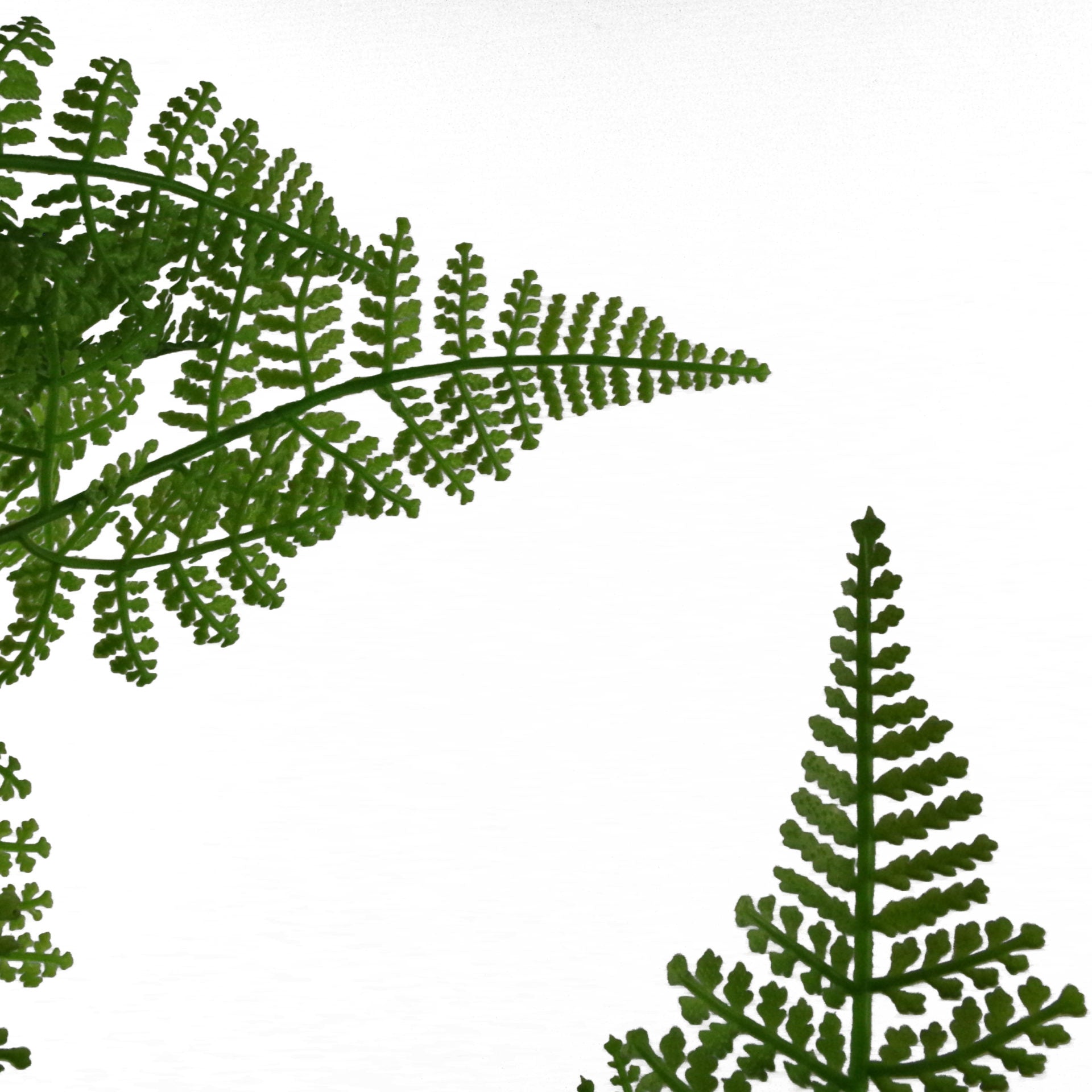 Artificial Fern Plant | Home Fern Plant | Everlasting Greenery Co.