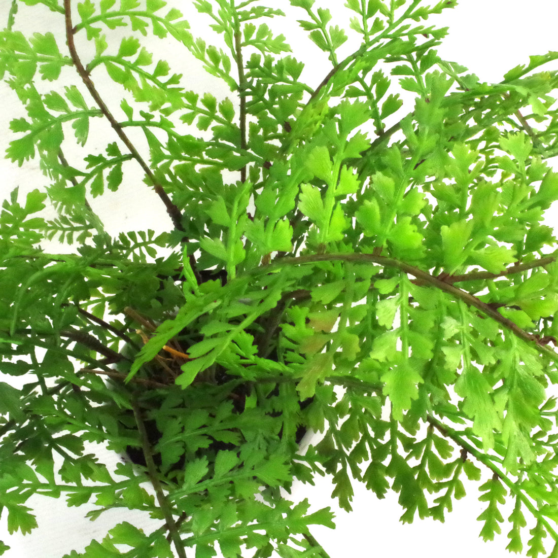 Artificial Royal Fern Plant | Fern Plant | Everlasting Greenery Co.