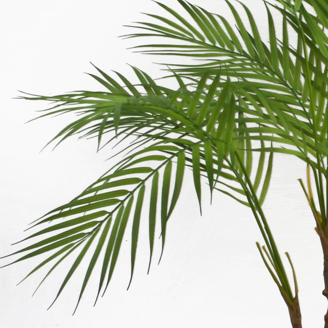 Green Areca Palm Plant | Green Areca Plant | Everlasting Greenery Co.