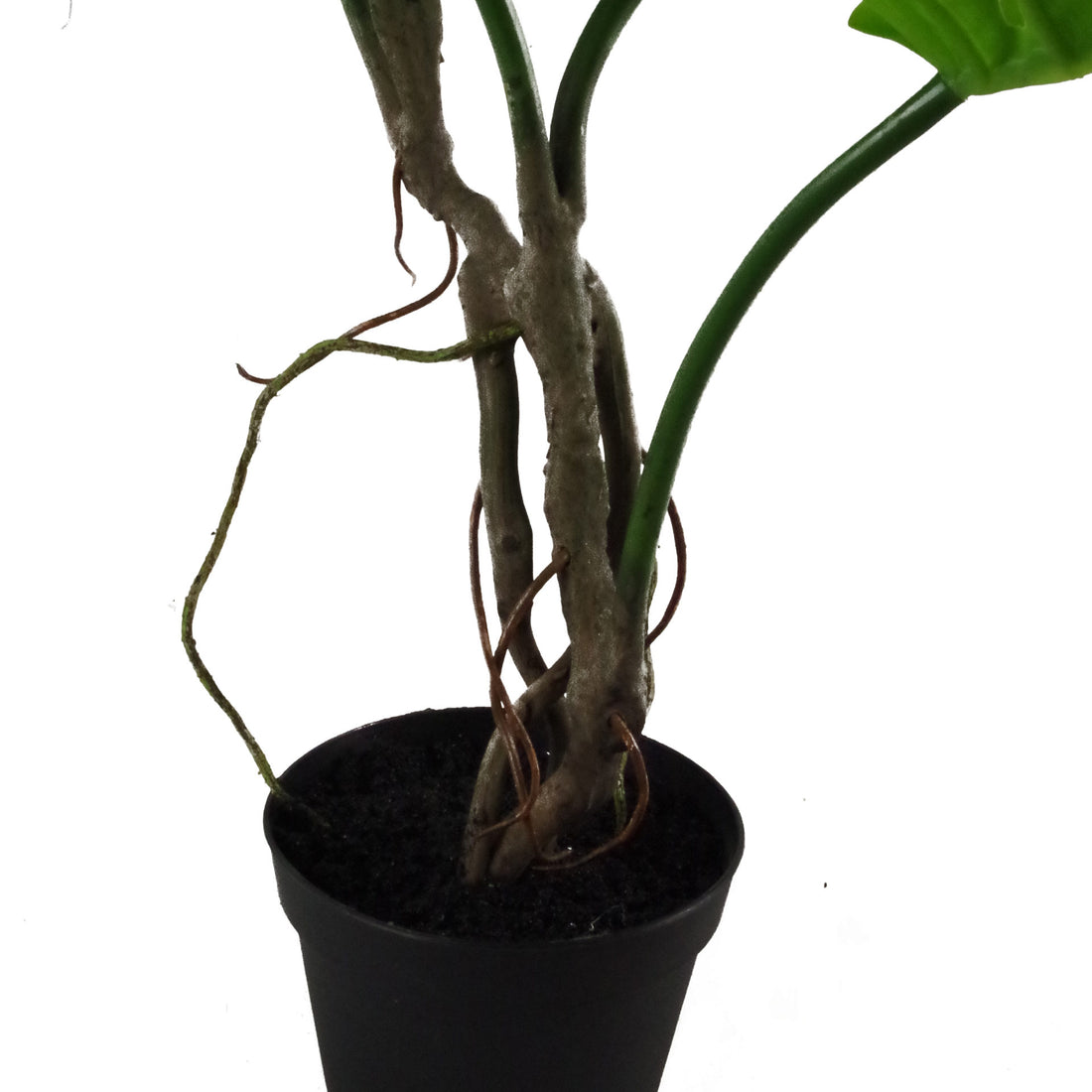 Vine Monstera Plant | Home Monstera Plant | Everlasting Greenery Co.