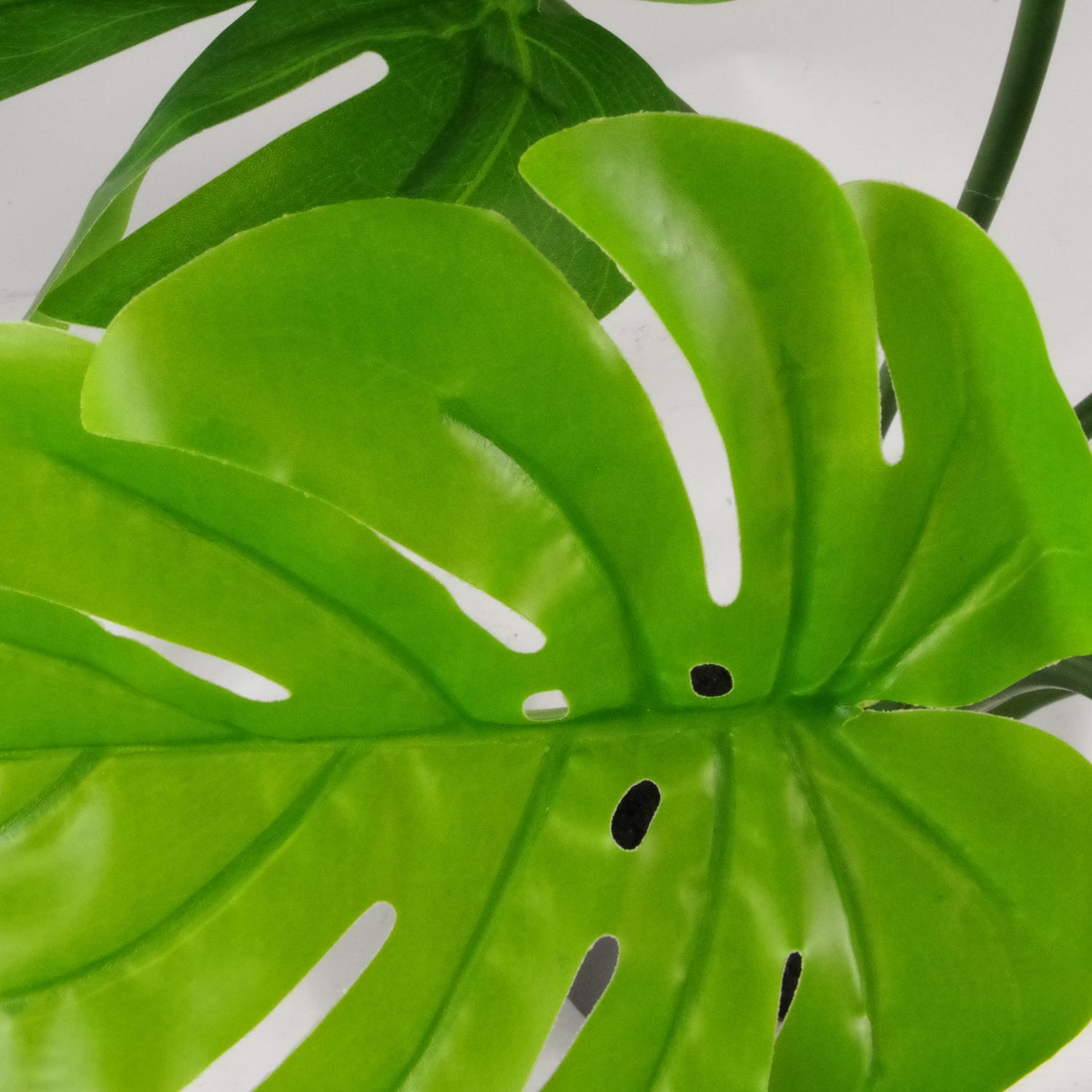 Stem Monstera Plant | Monstera Plant | Everlasting Greenery Co.