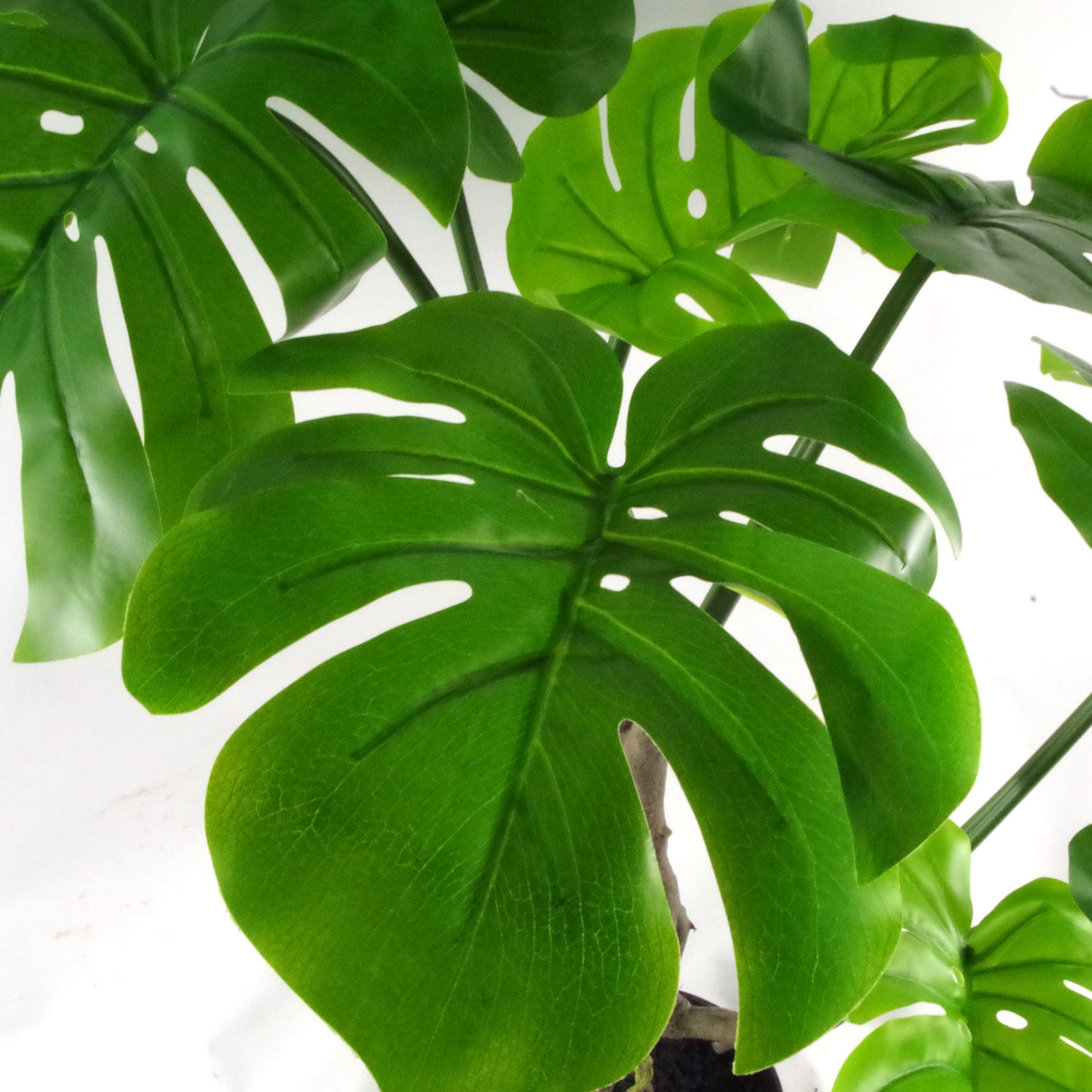 Stem Monstera Plant | Monstera Plant | Everlasting Greenery Co.