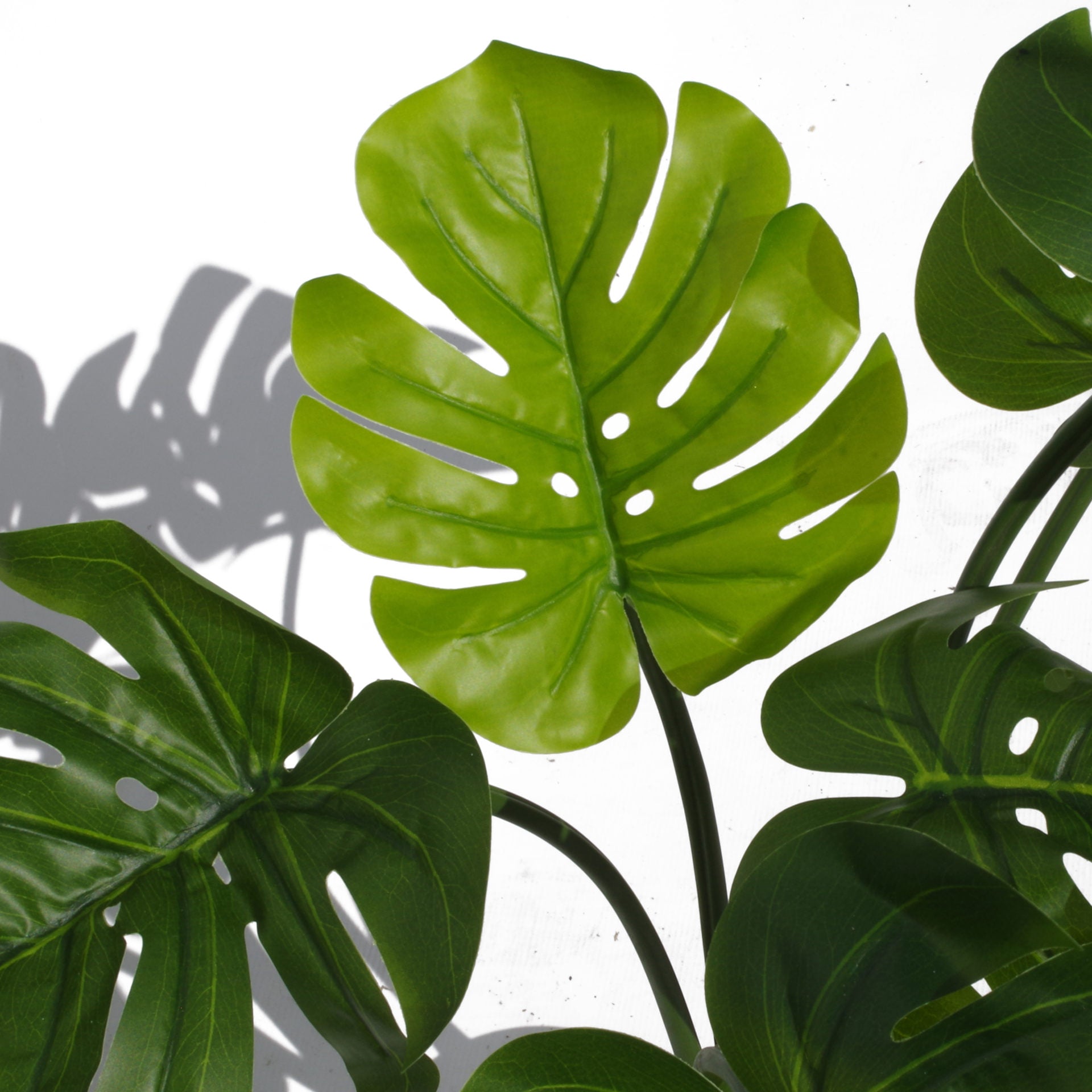 Stem Monstera Plant | Monstera Plant | Everlasting Greenery Co.