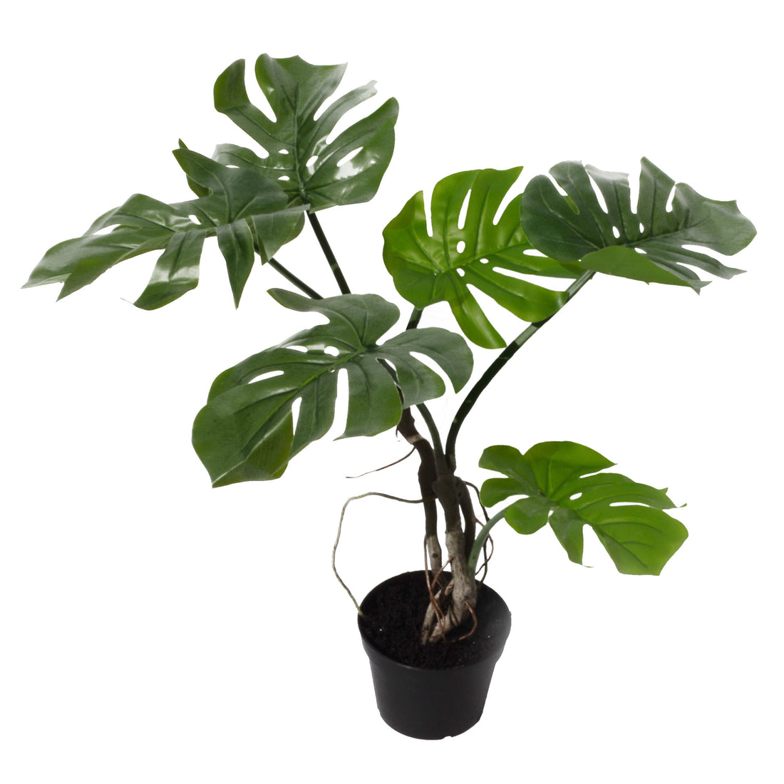 Vine Monstera Plant | Home Monstera Plant | Everlasting Greenery Co.