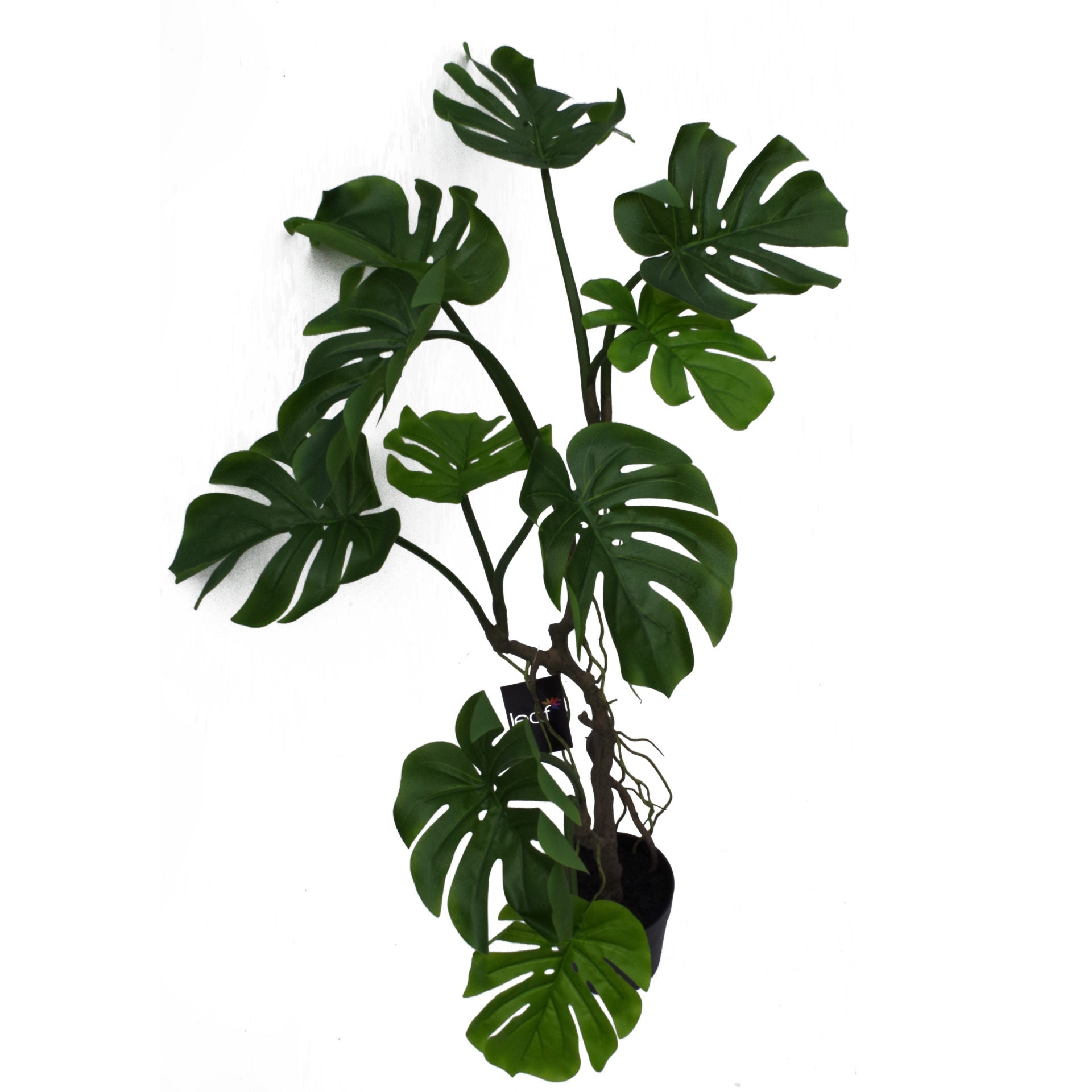 Long Stem Monstera Plant | Monstera Plant | Everlasting Greenery Co.