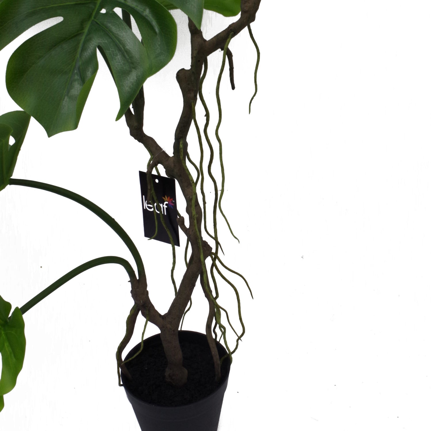 Long Stem Monstera Plant | Monstera Plant | Everlasting Greenery Co.