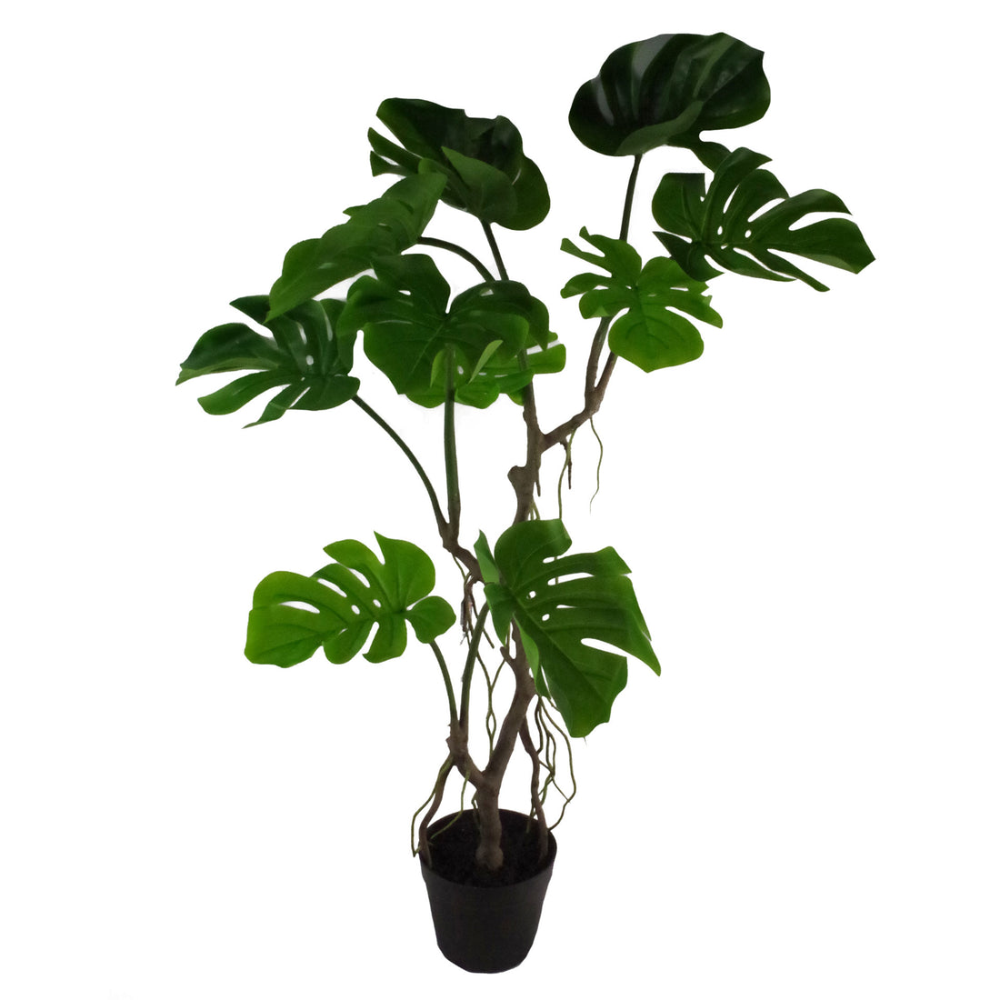 Long Stem Monstera Plant | Monstera Plant | Everlasting Greenery Co.