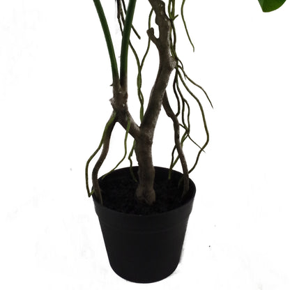 Long Stem Monstera Plant | Monstera Plant | Everlasting Greenery Co.