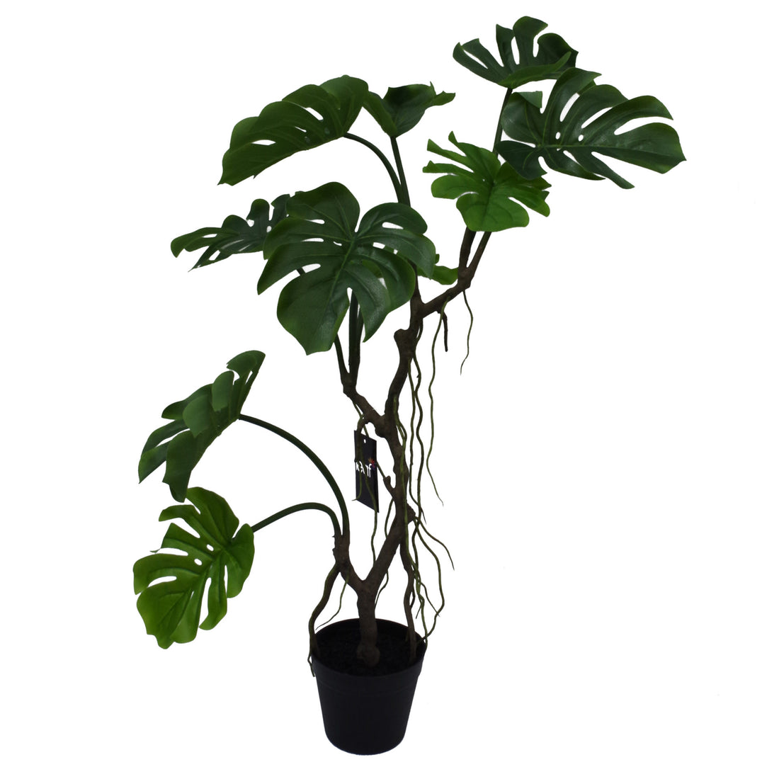 Long Stem Monstera Plant | Monstera Plant | Everlasting Greenery Co.