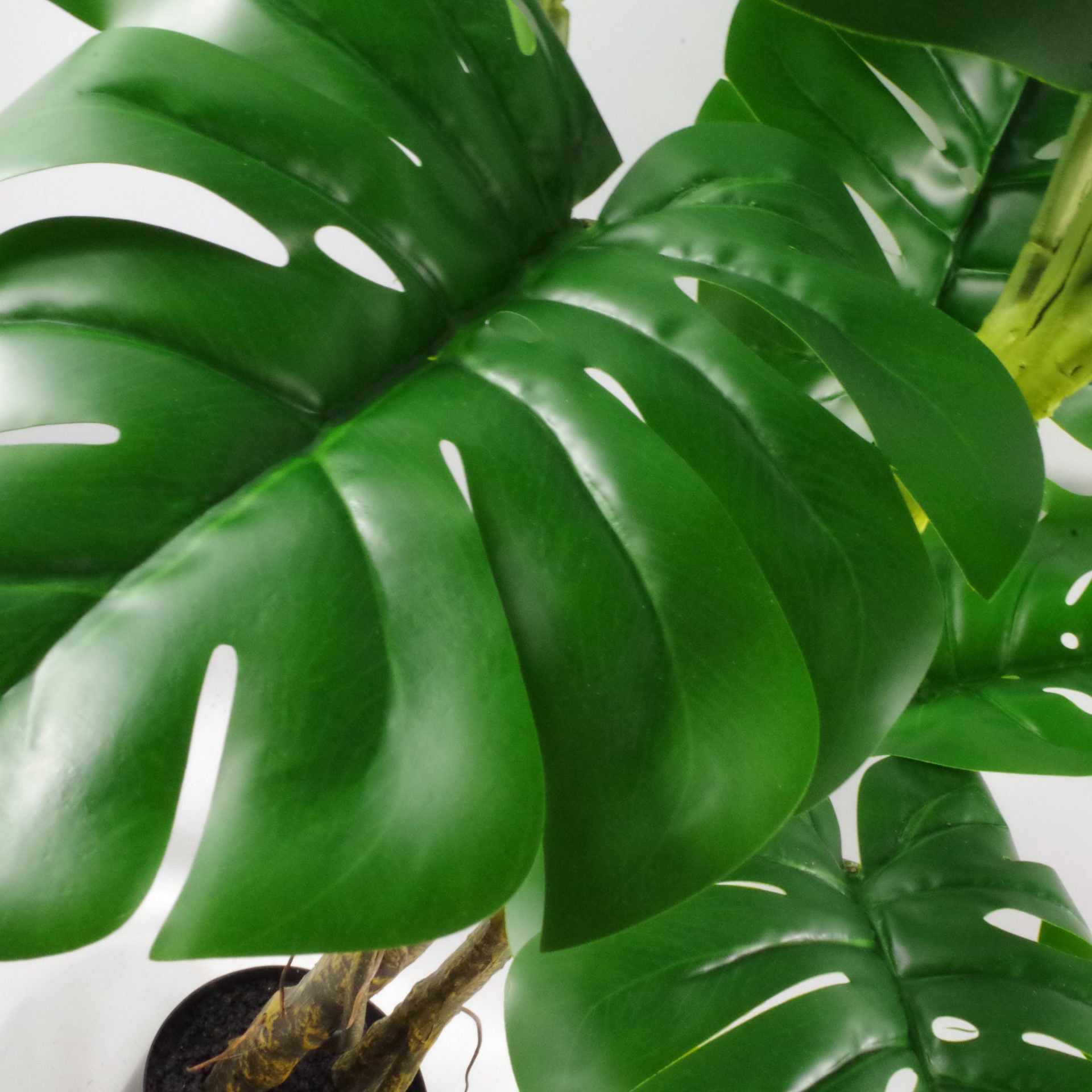 Stem Monstera Plant | Monstera Plant | Everlasting Greenery Co.