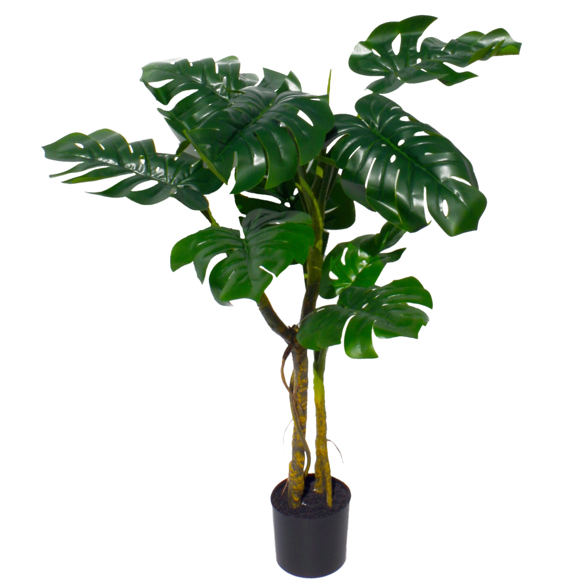 Stem Monstera Plant | Monstera Plant | Everlasting Greenery Co.